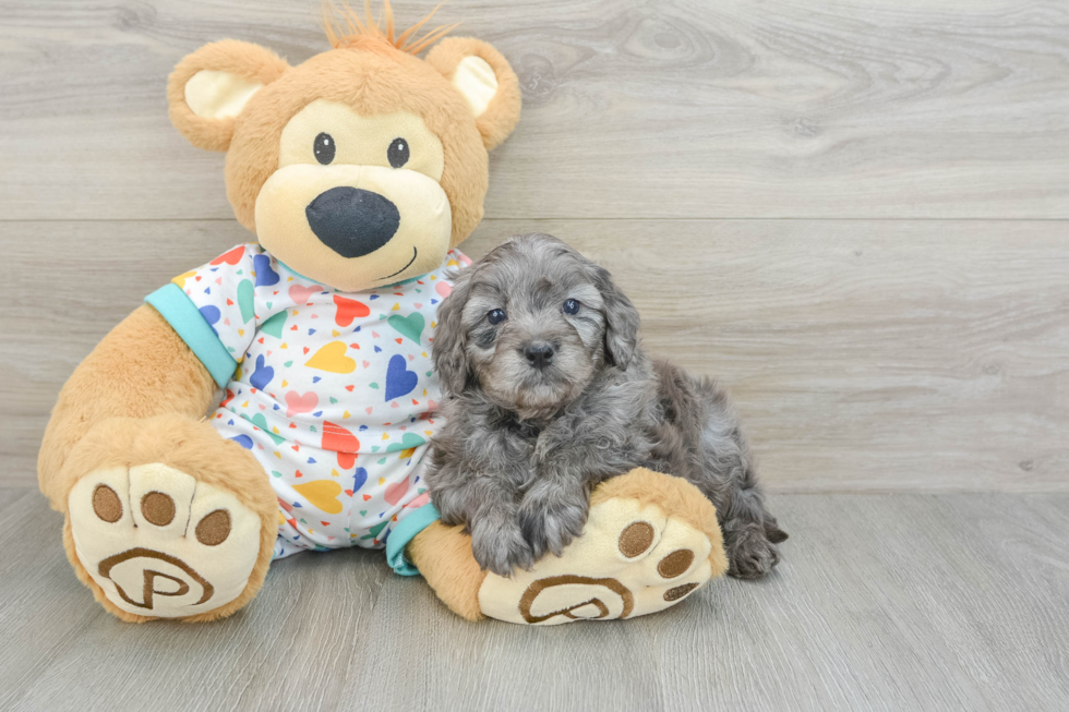 Happy Mini Goldendoodle Baby