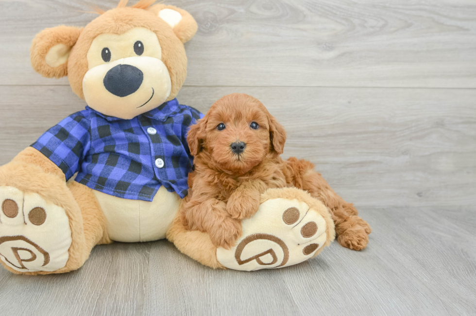 7 week old Mini Goldendoodle Puppy For Sale - Pilesgrove Pups