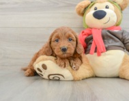 7 week old Mini Goldendoodle Puppy For Sale - Pilesgrove Pups