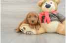 Mini Goldendoodle Puppy for Adoption