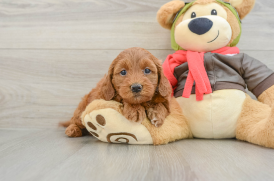 Mini Goldendoodle Puppy for Adoption