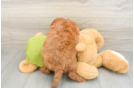 Friendly Mini Goldendoodle Baby