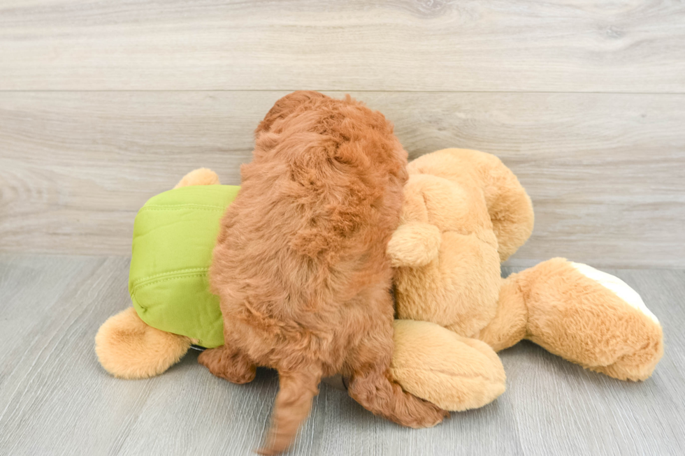 Friendly Mini Goldendoodle Baby