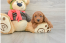 Popular Mini Goldendoodle Poodle Mix Pup