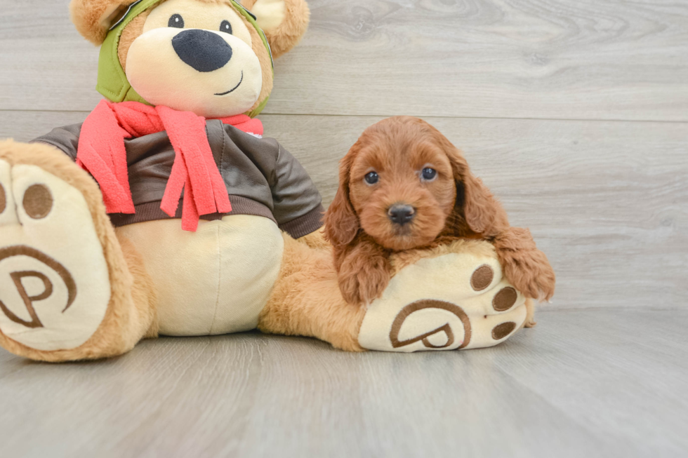 Popular Mini Goldendoodle Poodle Mix Pup