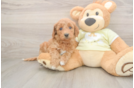 Fluffy Mini Goldendoodle Poodle Mix Pup