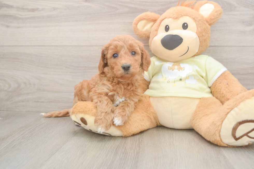 Fluffy Mini Goldendoodle Poodle Mix Pup