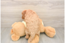 Mini Goldendoodle Puppy for Adoption