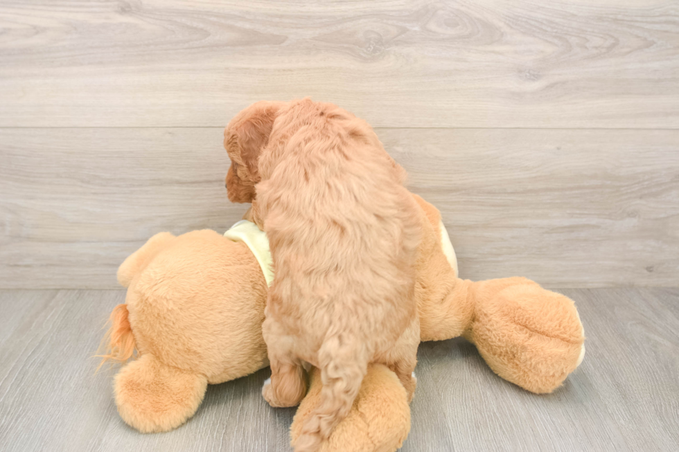Mini Goldendoodle Puppy for Adoption