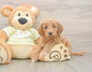 7 week old Mini Goldendoodle Puppy For Sale - Pilesgrove Pups