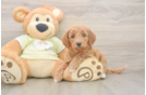 Mini Goldendoodle Pup Being Cute