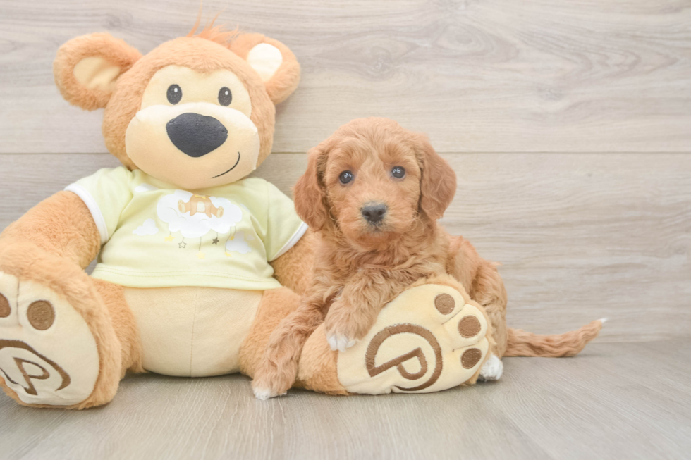 Mini Goldendoodle Pup Being Cute