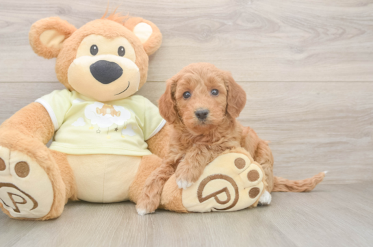 Mini Goldendoodle Pup Being Cute