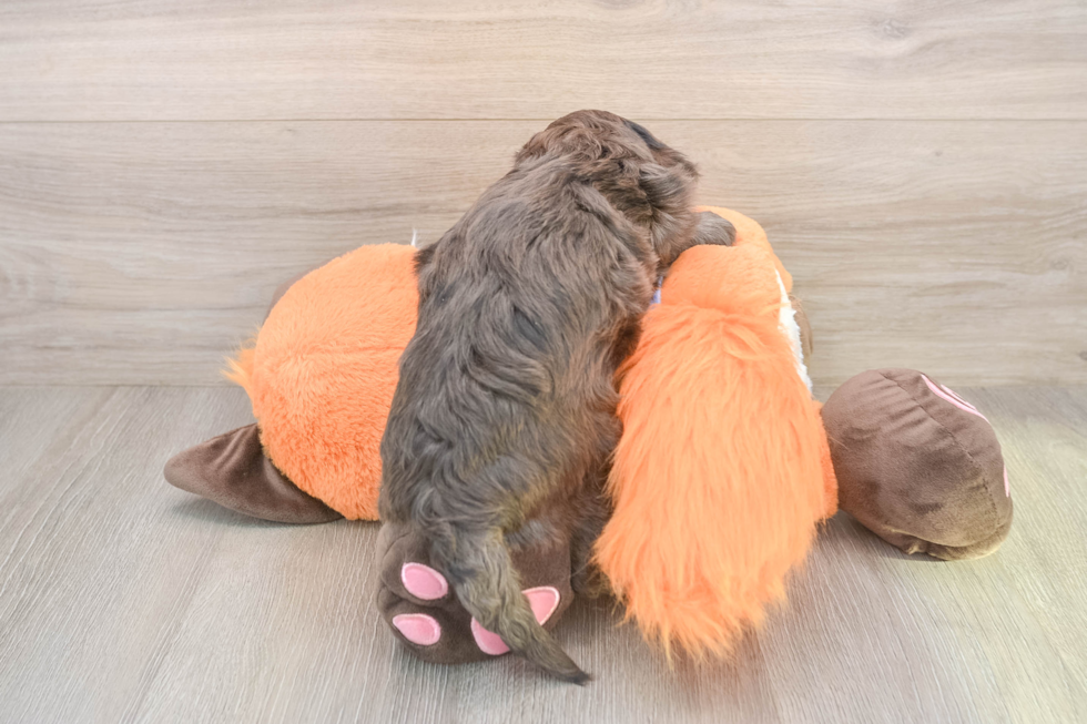 Popular Mini Goldendoodle Poodle Mix Pup