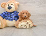 7 week old Mini Goldendoodle Puppy For Sale - Pilesgrove Pups