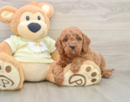 6 week old Mini Goldendoodle Puppy For Sale - Pilesgrove Pups