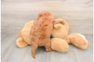 Petite Mini Goldendoodle Poodle Mix Pup