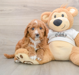 6 week old Mini Goldendoodle Puppy For Sale - Pilesgrove Pups