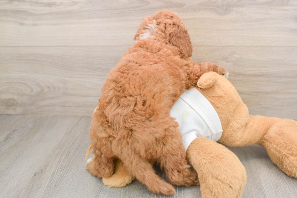 Mini Goldendoodle Pup Being Cute