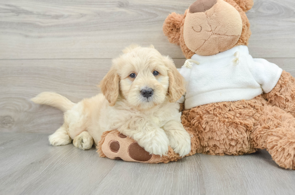 6 week old Mini Goldendoodle Puppy For Sale - Pilesgrove Pups