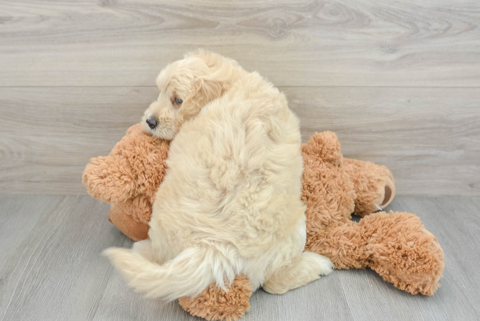 Mini Goldendoodle Puppy for Adoption