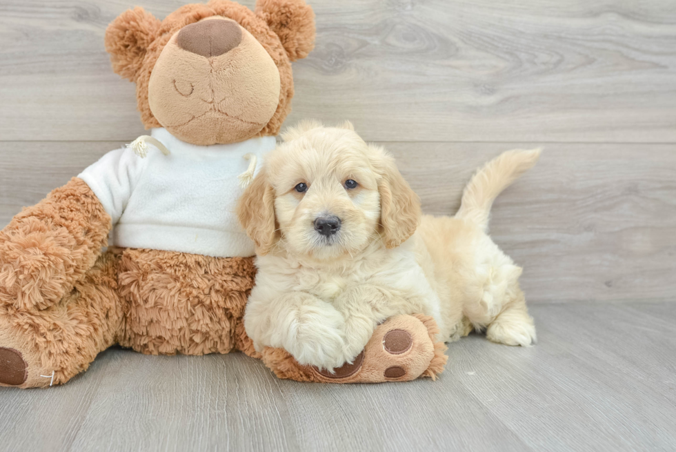 Mini Goldendoodle Puppy for Adoption