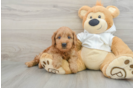 Mini Goldendoodle Puppy for Adoption