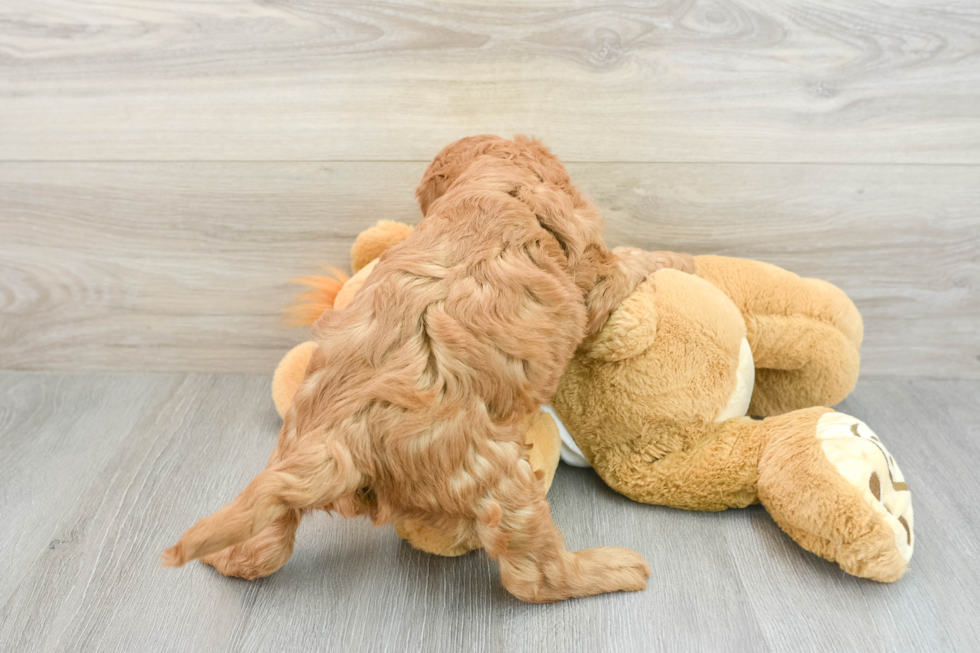 Mini Goldendoodle Pup Being Cute