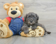 9 week old Mini Goldendoodle Puppy For Sale - Pilesgrove Pups