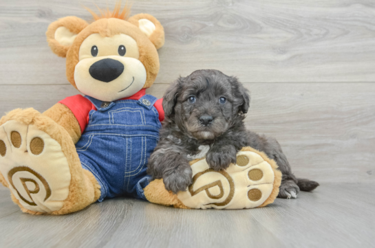 Fluffy Mini Goldendoodle Poodle Mix Pup