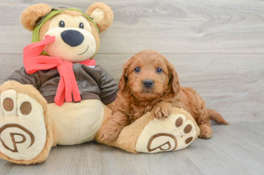 Mini Goldendoodle Puppy for Adoption