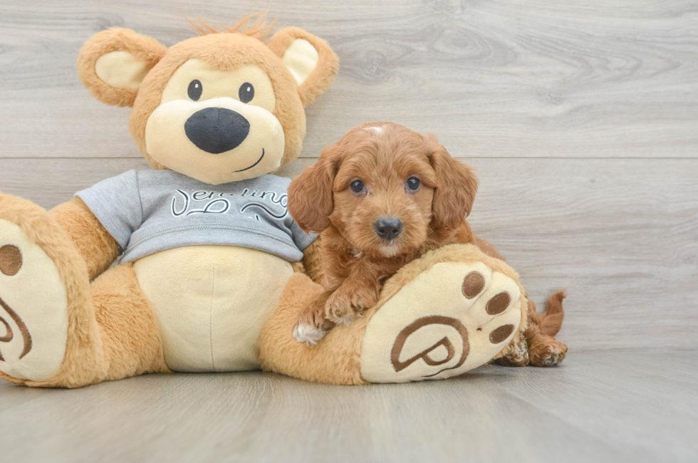 6 week old Mini Goldendoodle Puppy For Sale - Pilesgrove Pups