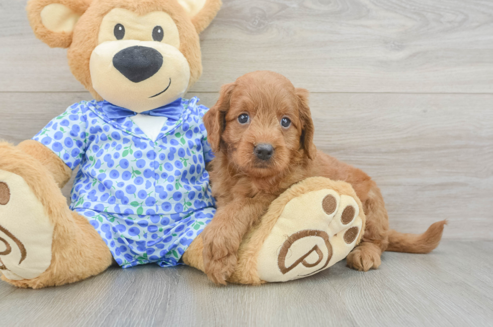 5 week old Mini Goldendoodle Puppy For Sale - Pilesgrove Pups