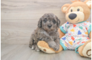 Mini Goldendoodle Puppy for Adoption