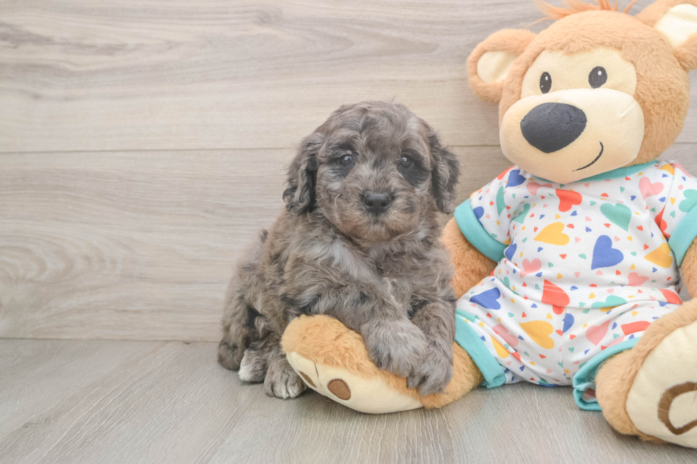 Mini Goldendoodle Puppy for Adoption