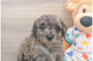 Fluffy Mini Goldendoodle Poodle Mix Pup