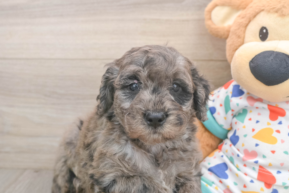 Fluffy Mini Goldendoodle Poodle Mix Pup