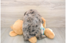 Mini Goldendoodle Puppy for Adoption