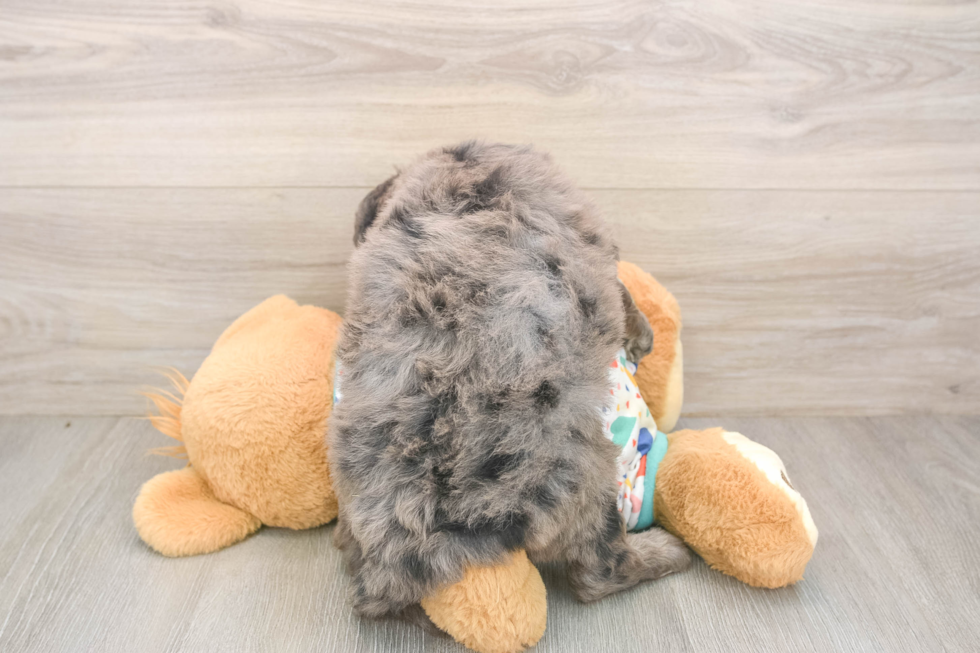 Mini Goldendoodle Puppy for Adoption