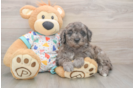 Mini Goldendoodle Puppy for Adoption