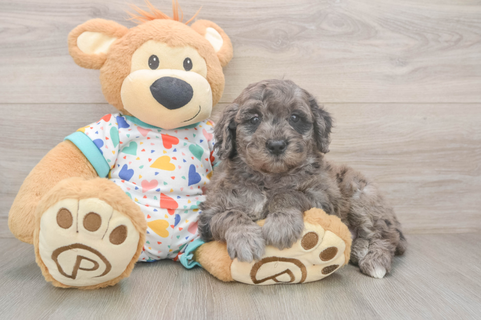 Mini Goldendoodle Puppy for Adoption