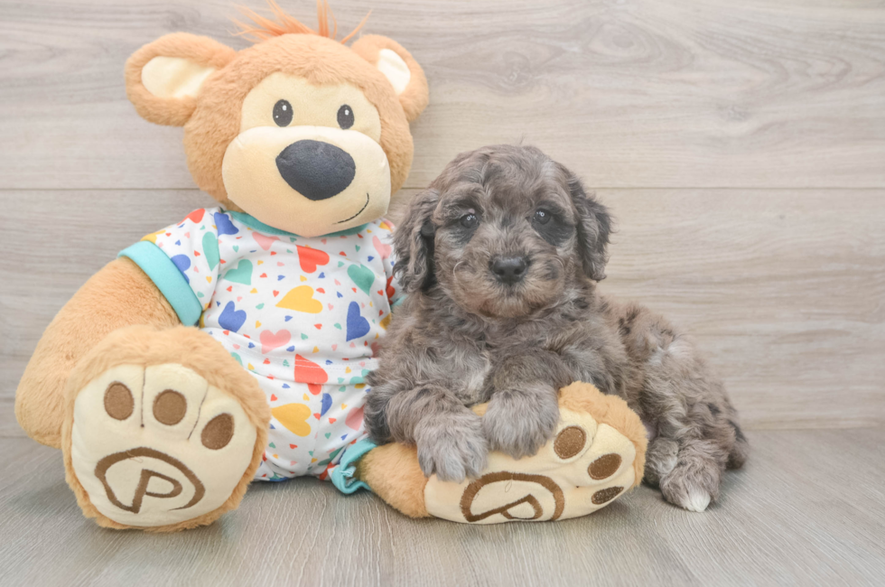 7 week old Mini Goldendoodle Puppy For Sale - Pilesgrove Pups