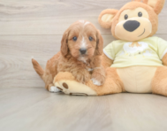7 week old Mini Goldendoodle Puppy For Sale - Pilesgrove Pups