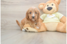 Popular Mini Goldendoodle Poodle Mix Pup