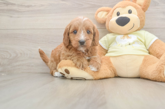 Popular Mini Goldendoodle Poodle Mix Pup