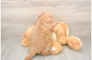 Mini Goldendoodle Puppy for Adoption