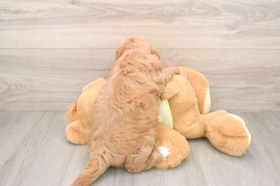 Mini Goldendoodle Puppy for Adoption