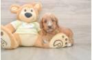 Best Mini Goldendoodle Baby