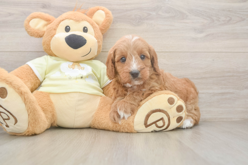Best Mini Goldendoodle Baby