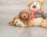 5 week old Mini Goldendoodle Puppy For Sale - Pilesgrove Pups